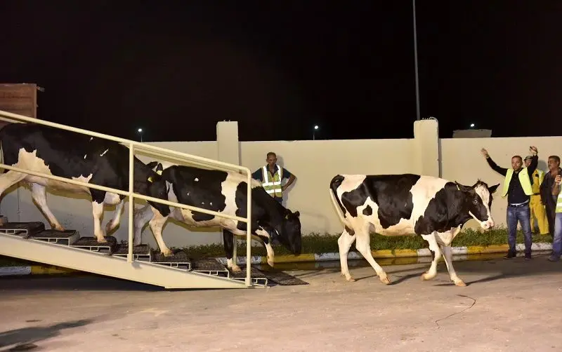 قطر 165 راس گاو از آلمان تحویل گرفت