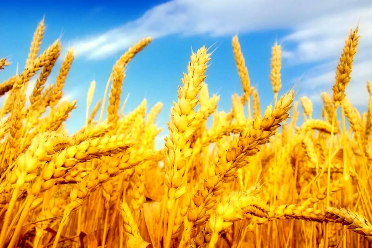 خرید ۳۶۰ هزار تن گندم دوروم از گندمکاران کشور
