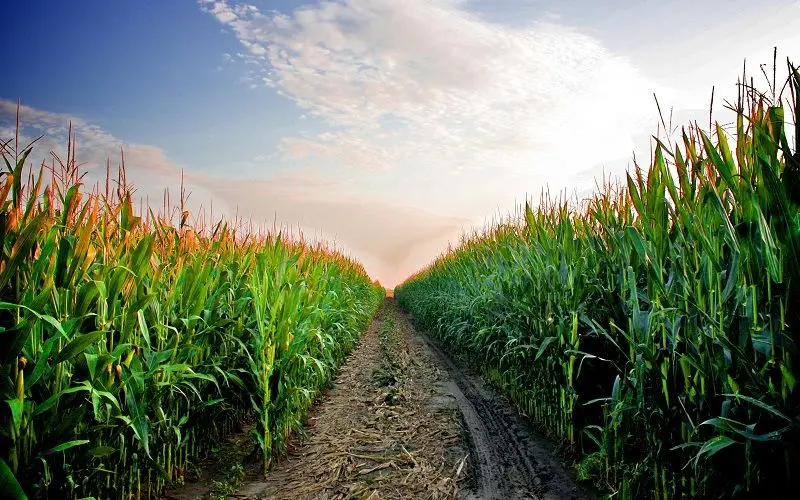 حوادث آب‌وهوایی تهدیدی برای محصولات کشاورزی