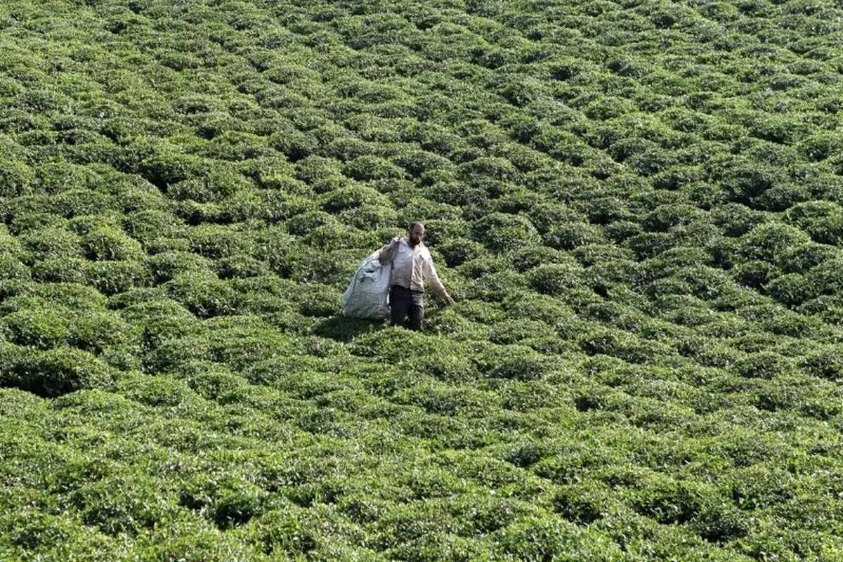 اتمام چین دوم برگ سبز چای