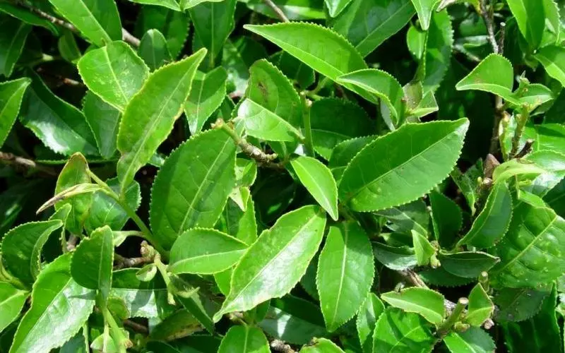 توسعه باغ‌های چای و شالیزار در شمال کشور