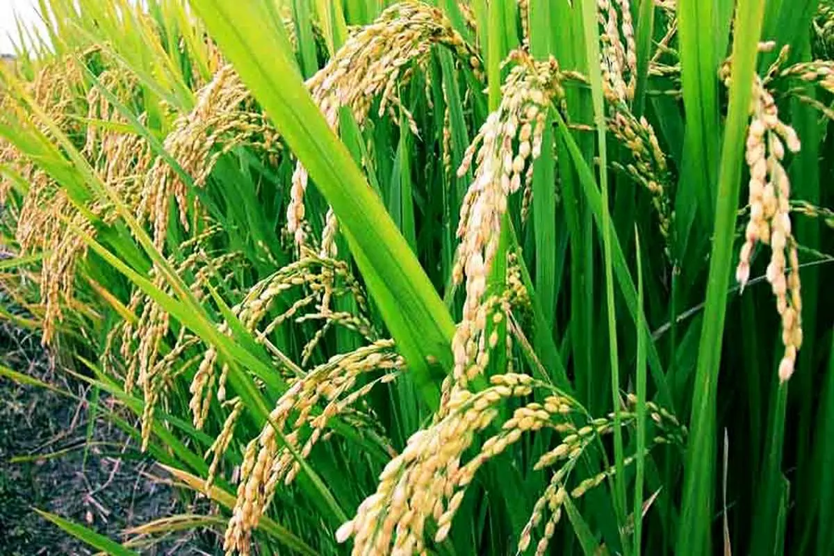 صادرات برنج باسماتی هند به ایران افزایش یافت