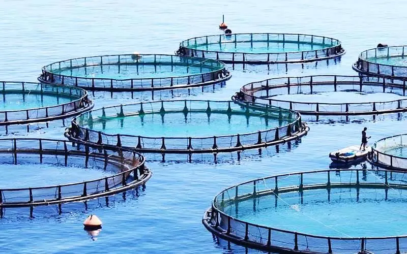 توسعه پرورش ماهی در قفس در دریای خزر