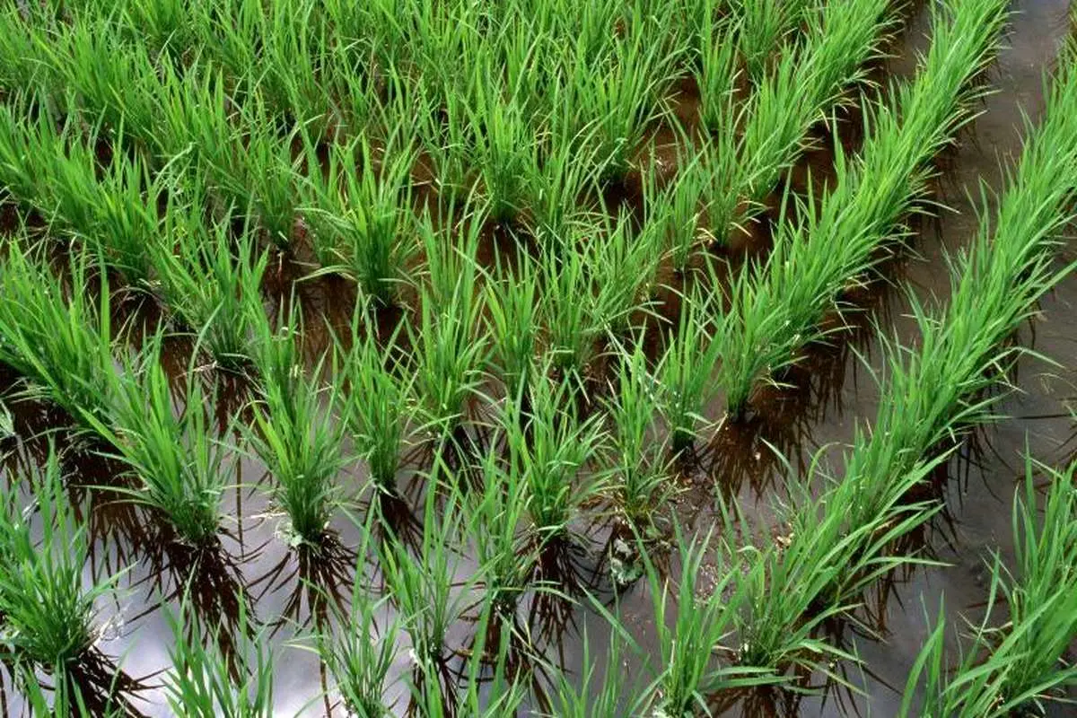 رونمایی از ارقام جدید برنج مقاوم به خشکسالی توسط سازمان انرژی اتمی