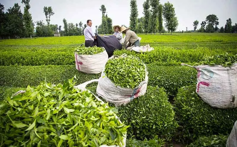 تولید چای در کشور ۲۴ درصد کاهش یافت