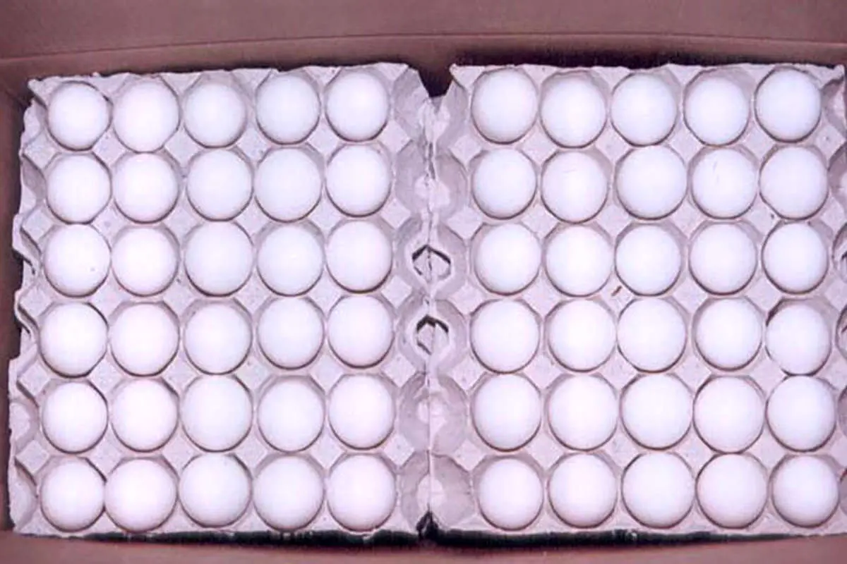 احتمال آغاز صادرات تخم مرغ به افغانستان