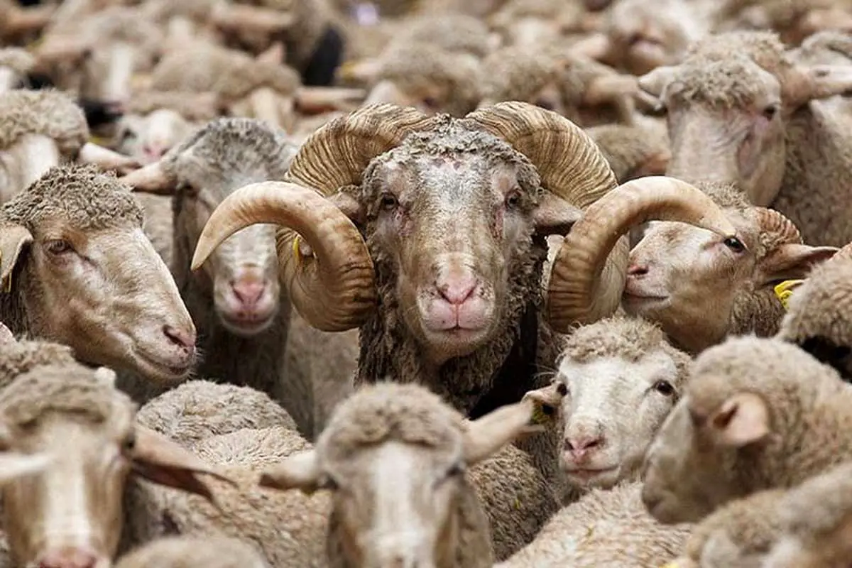 گوسفند زنده کیلویی ۱۶ هزار تومان