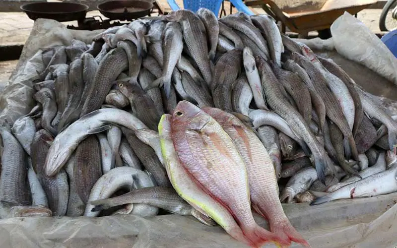 نرخ جدید انواع ماهی در بازار در هفته اول شهریور