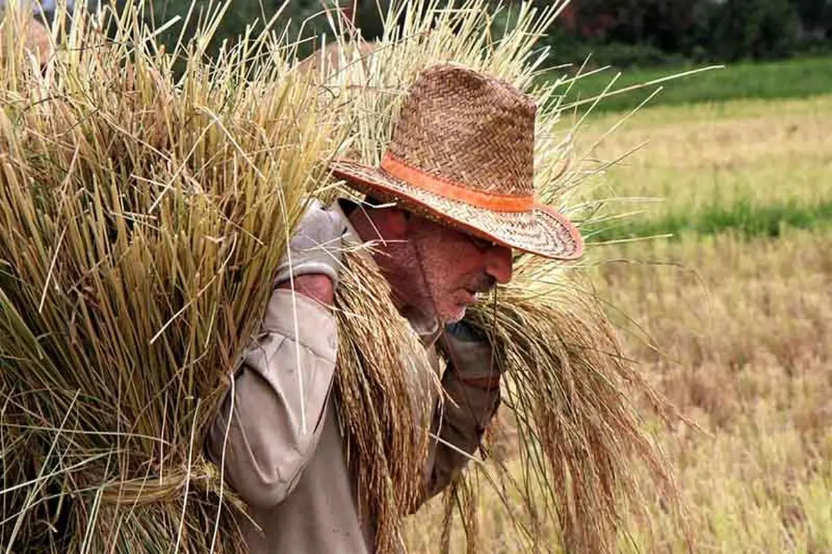 ممنوعیت واردات برنج تا آذر ماه با اعلام وضعیت مطلوب ذخایر