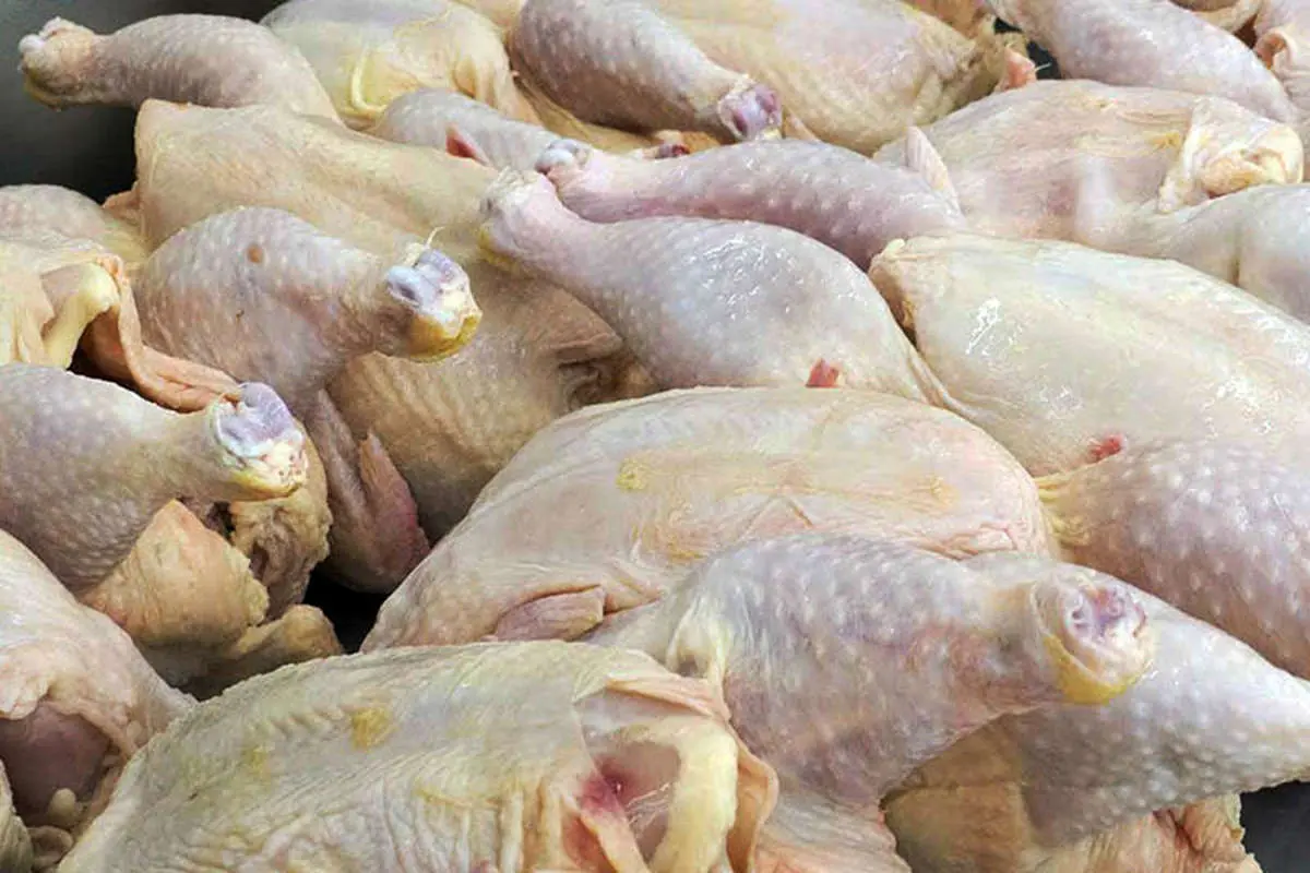 قیمت مرغ با ثبات در بازار به کیلویی ۷۲۰۰ تومان رسید