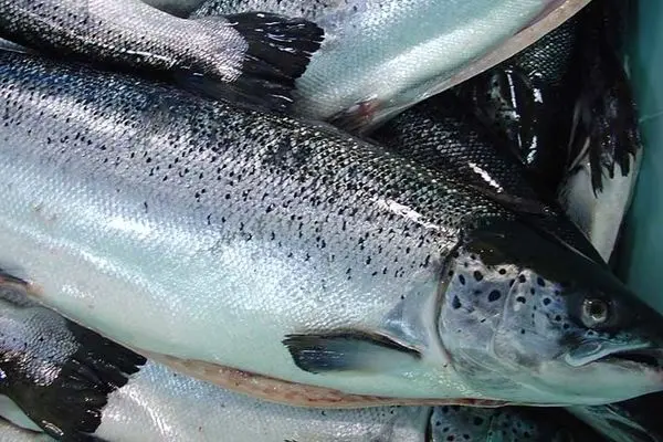 جای خالی آبزیان در سفره مردم/تولیدکنندگان ماهی نیازمند حمایت هستند