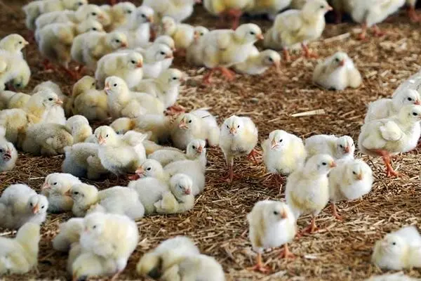  نخستین محموله صادراتی مرغ به عراق رفت