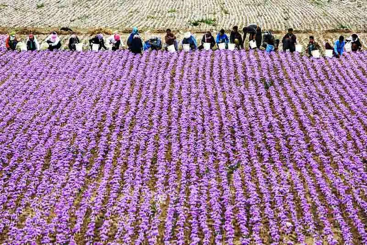 ۹۶ درصد زعفران دنیا در ایران تولید می‌شود