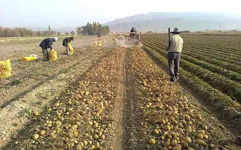 خطر قحطی سیب‌زمینی در سال آینده به دنبال کاهش قیمت