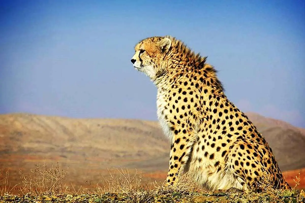 کمتر از ۵۰ یوزپلنگ در ایران وجود دارد