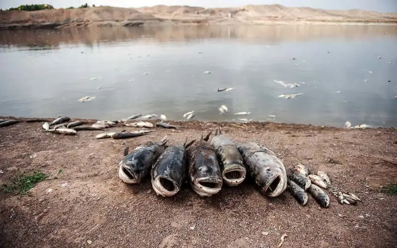پساب کارخانه‌ها عامل تلفات ماهیان دریای‌ خزر