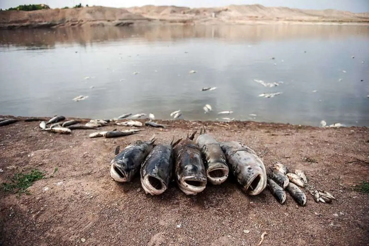 پساب کارخانه‌ها عامل تلفات ماهیان دریای‌ خزر