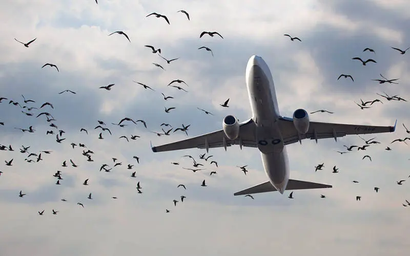 به دنبال تکنولوژی جدید برای برخورد با پرندگان فرودگاه هستیم