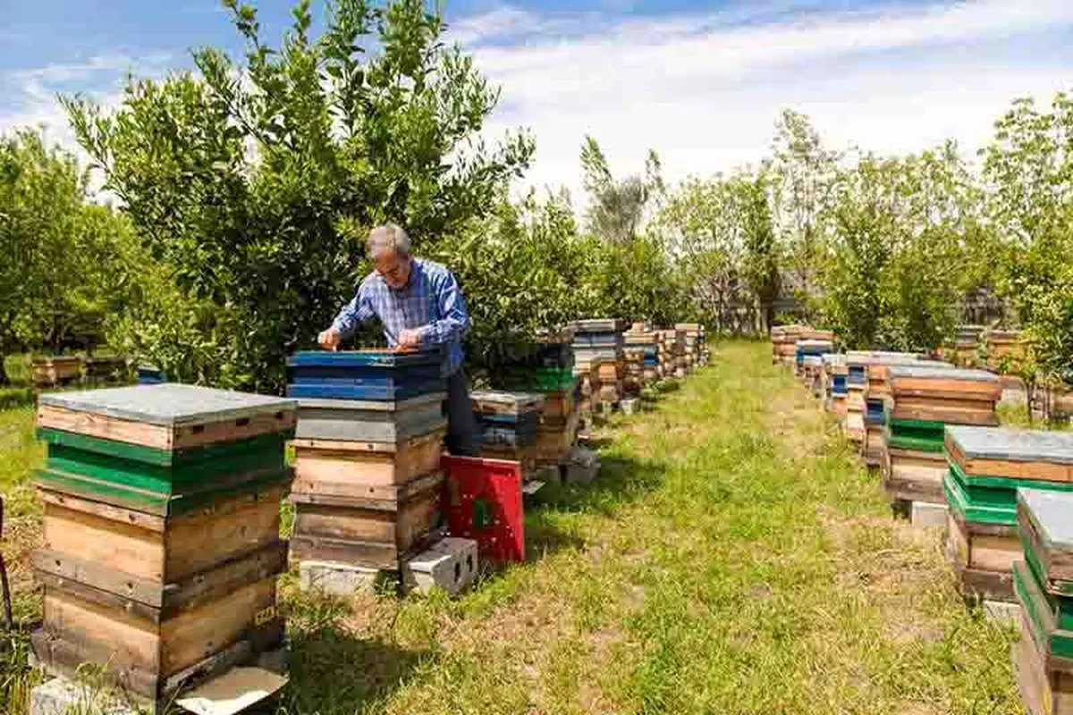 پیشرفت قابل قبول صنعت زنبورداری کشور