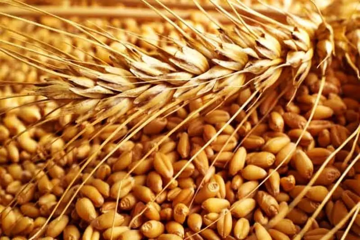 اتمام خرید گندم و پرداخت باقی‌مانده مطالبات کشاورزان