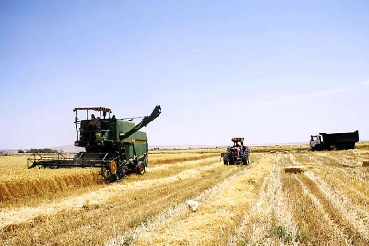 تولید بیش از ۱۳ میلیون تن گندم در برنامه ششم