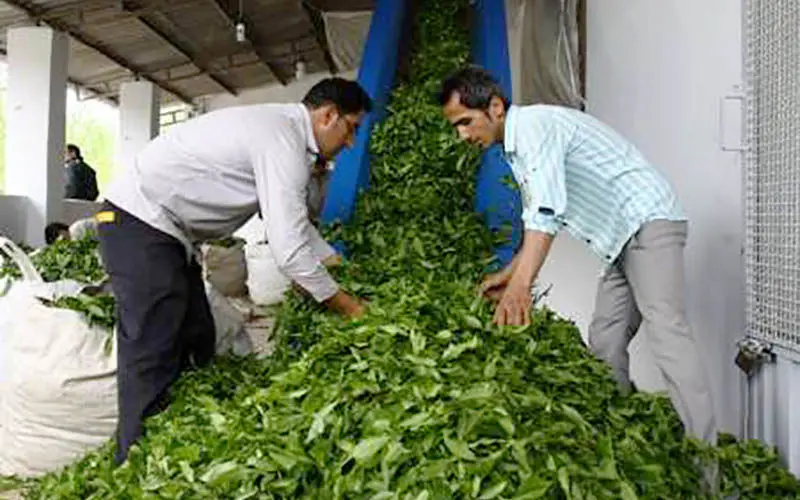 خریداری 90 هزار تن چای سبز در چین پایانی