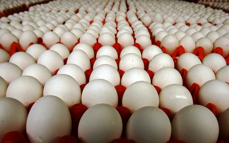 پیش‌بینی تولید ۹۵۰ هزار تن تخم مرغ در سال جاری
