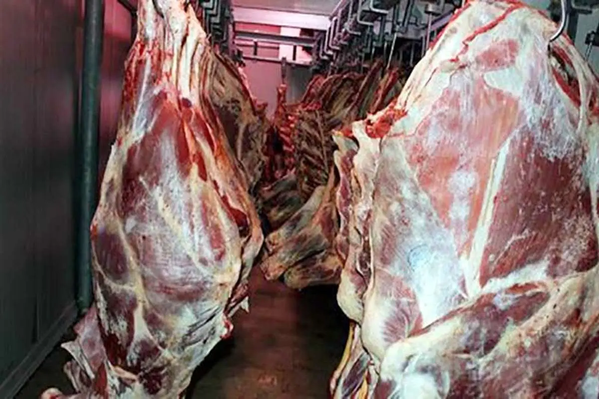 واردات ۵۰ درصد گوشت گرم از استرالیا