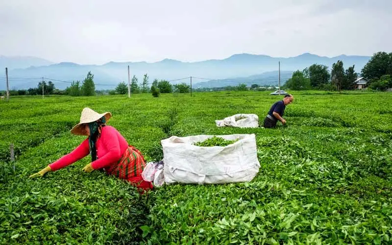 خرید ٩٥ هزار تن برگ سبز چای