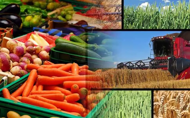 اتلاف 23 میلیون تن محصول کشاورزی در کشور