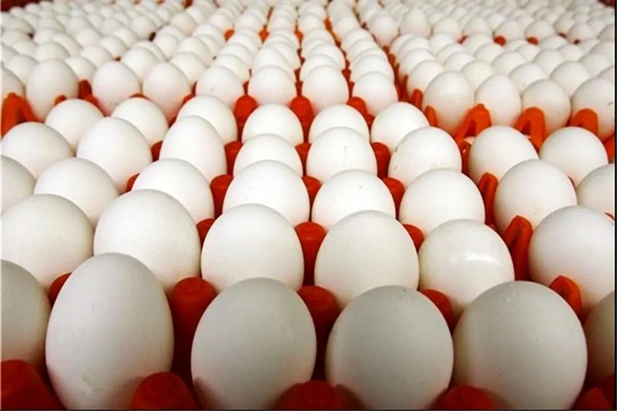 لزوم توسعه صادرات تخم مرغ