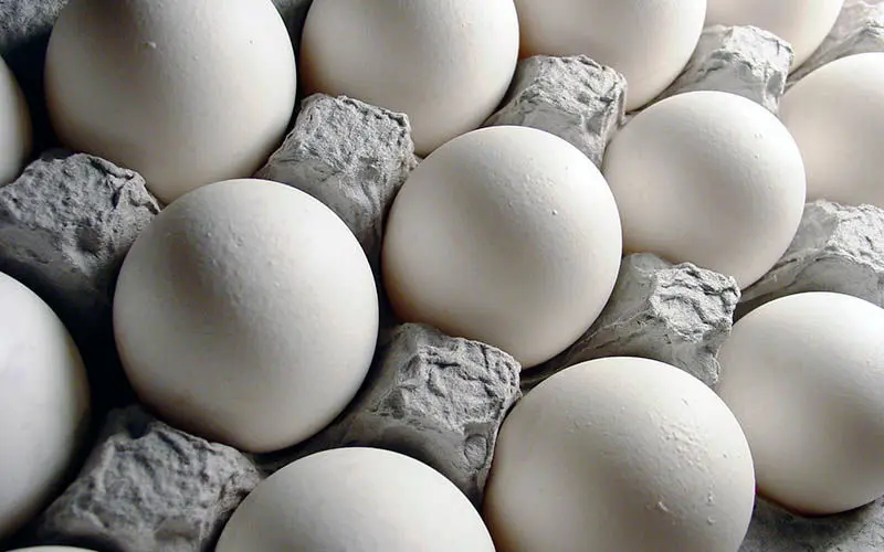 تیغ دولت بر گلوی تولیدکنندگان تخم مرغ
