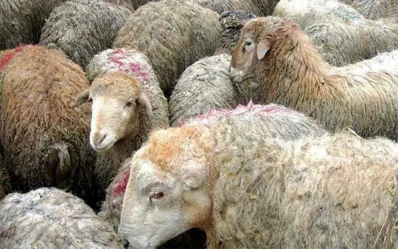 جمعیت گوسفندها در حال نصف شدن است