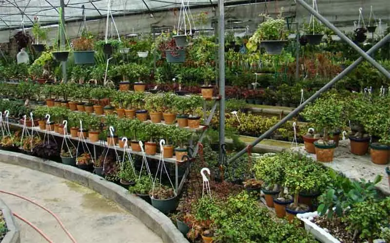 ایجاد 11 هزار شغل توسط تعاونی‌های گل و گیاه
