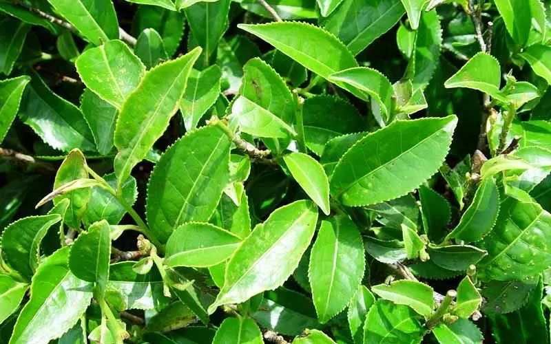 تولید ارگانیک برگ سبز چای در مزارع کشور