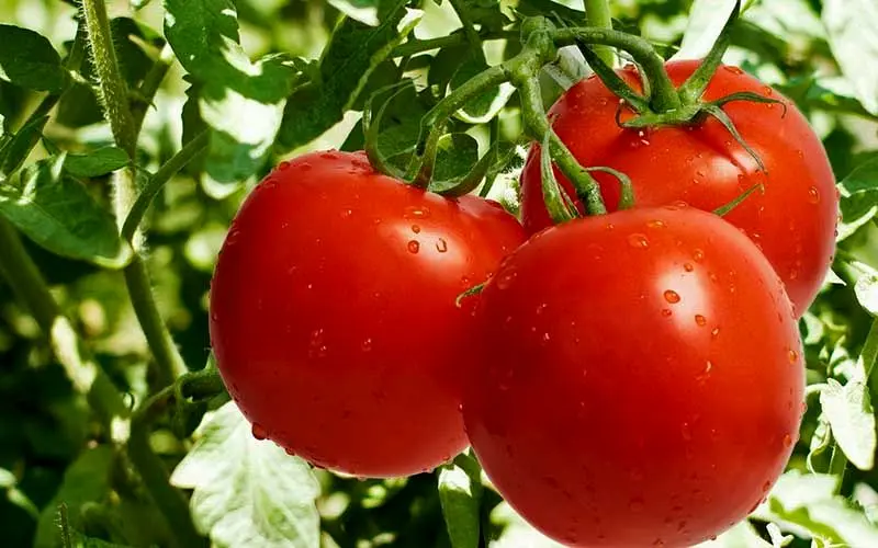 عوامل گرانی گوجه‌فرنگی زمستانی