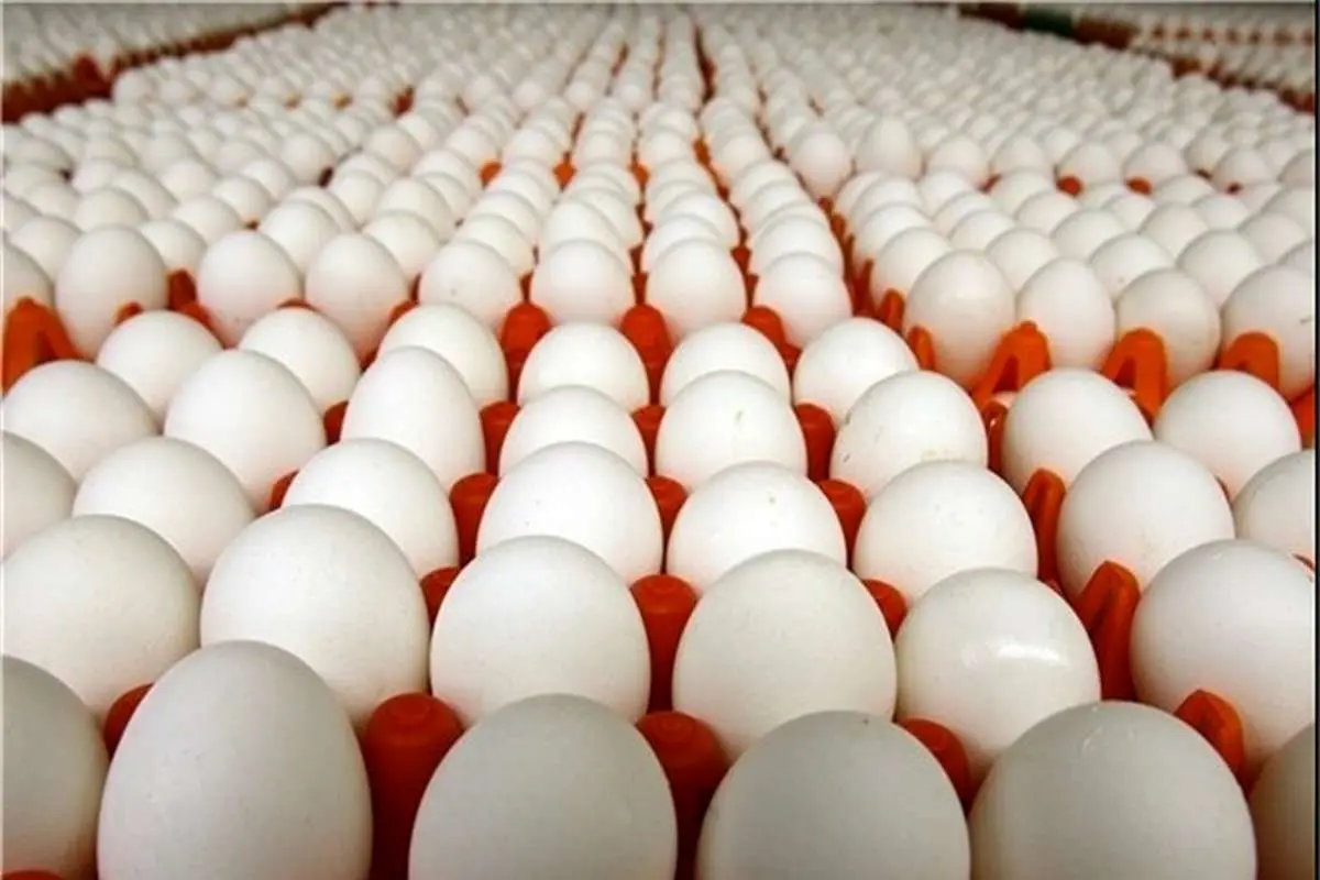 آخرین وضعیت واردات تخم مرغ