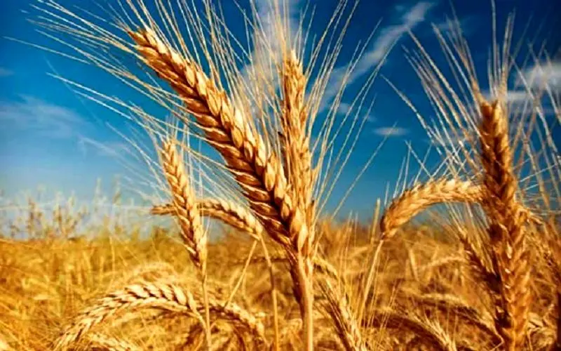 گندم با کیفیت‌تر از سال آینده ارزش بیشتری خواهد داشت