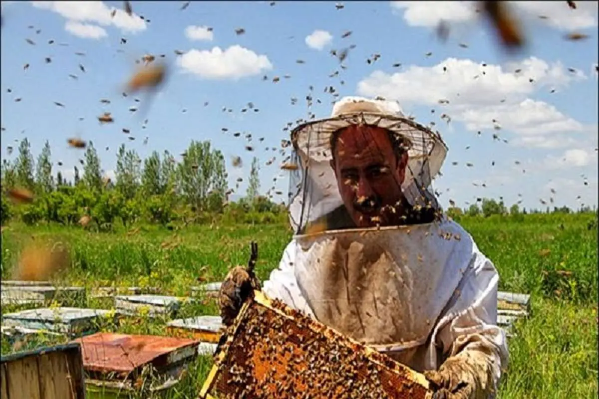 تولید افزون بر دو میلیون کیلوگرم عسل در تالش