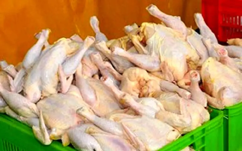 حذف 11 میلیون قطعه مرغ از گردونه تولید