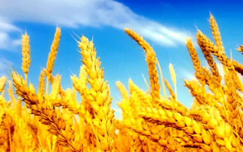 عرضه بیش از ۳۲۸ هزار تن گندم در بورس کالا
