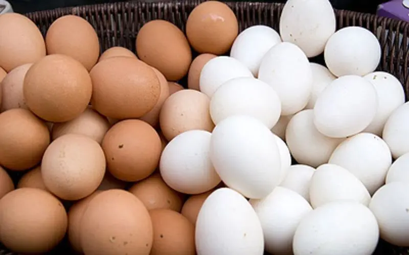 ۱۵ میلیون مرغی که تخم‌مرغ را گران کرد