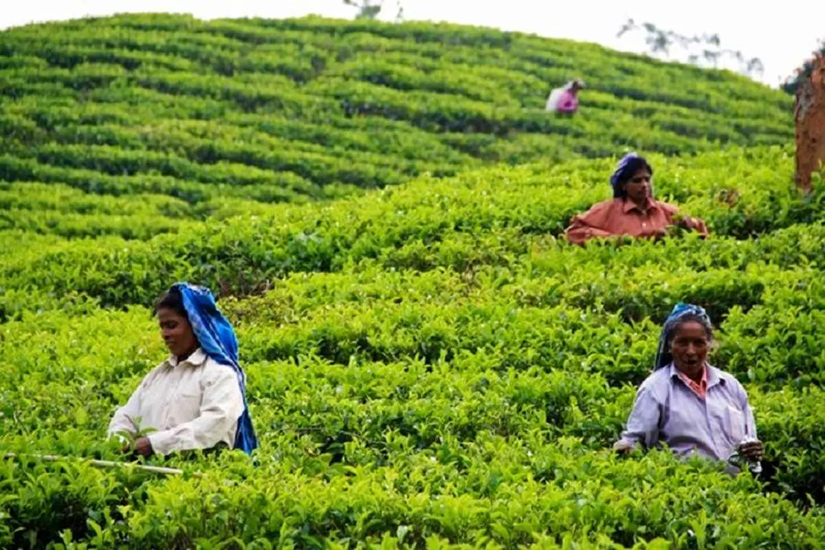 روسیه ممنوعیت واردات چای سریلانکا را برمی‌دارد