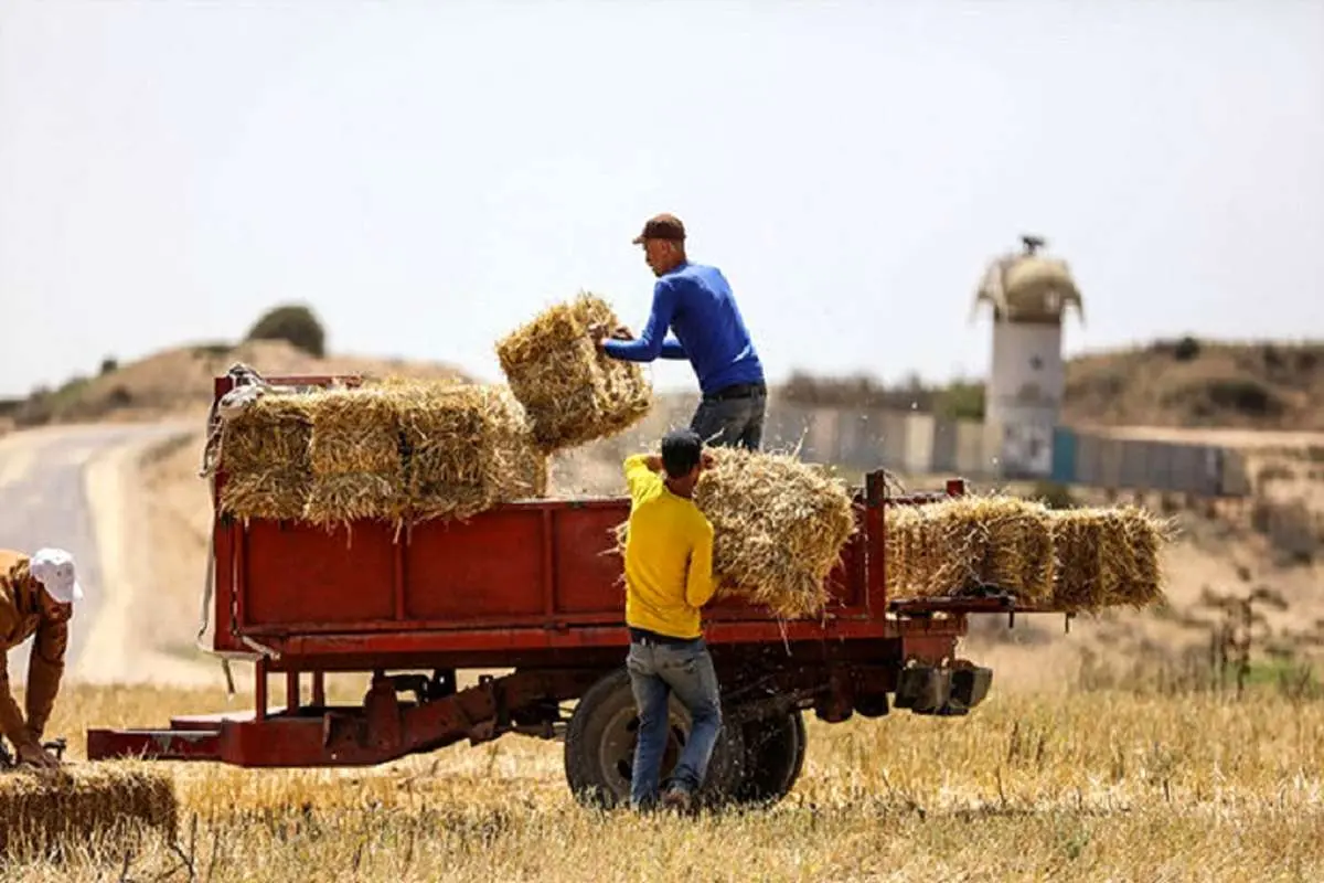 سياست قیمت تضمینی گندم به نفع كشاورزان است