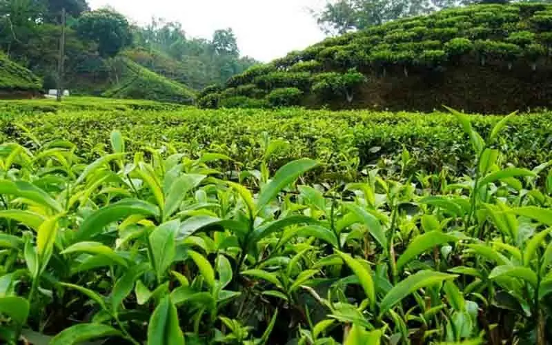 تولید چای ارگانیک در کشور افزایش می‌یابد