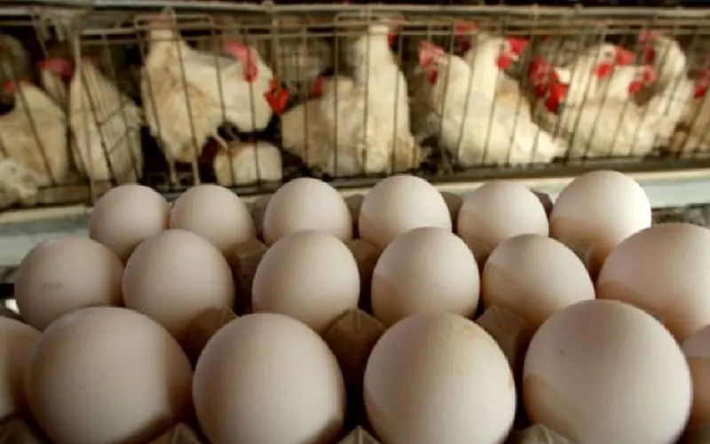 دست مرئی گرانی تخم‌ مرغ در بازار