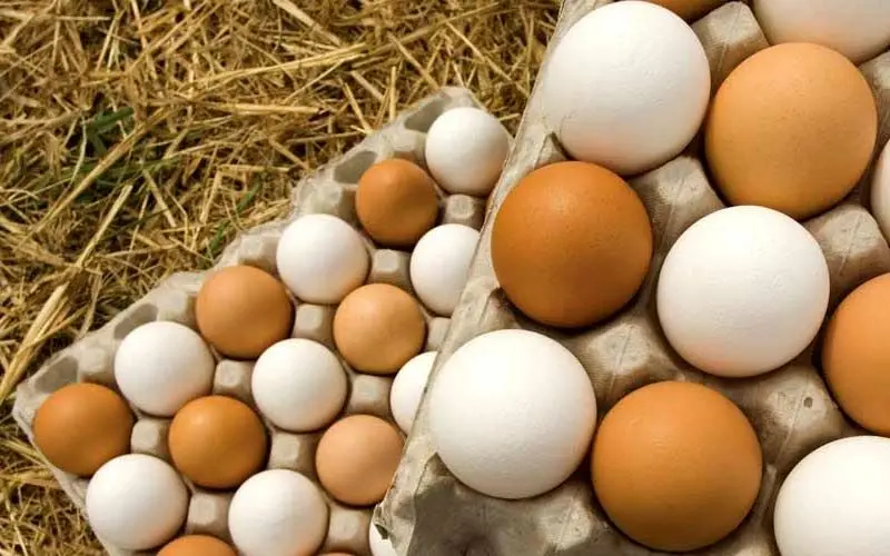 ۶۰ تن تخم‌مرغ وارد کشور شد