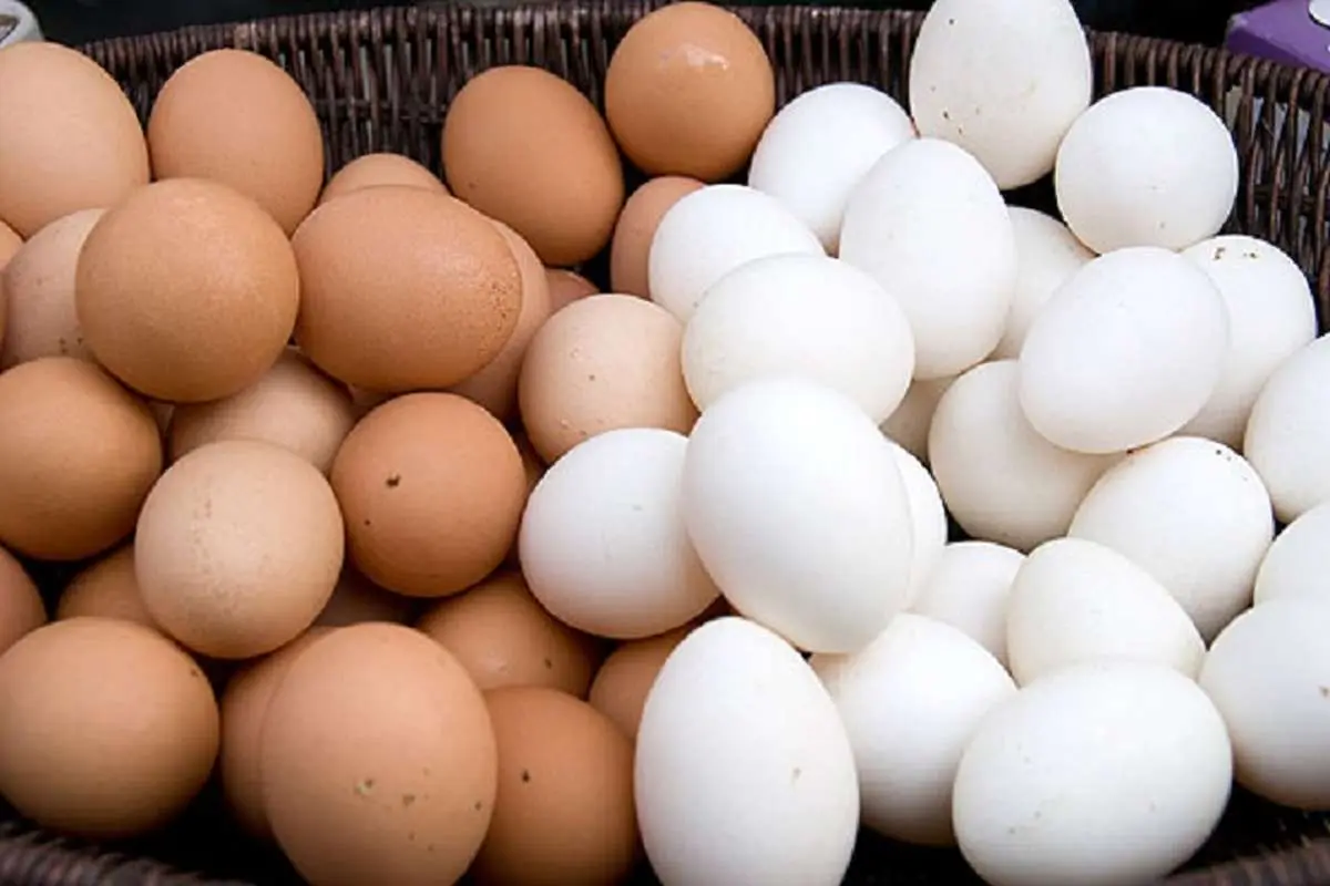 تخم‌مرغ در آمریکا ۳۵ درصد گران خواهد شد