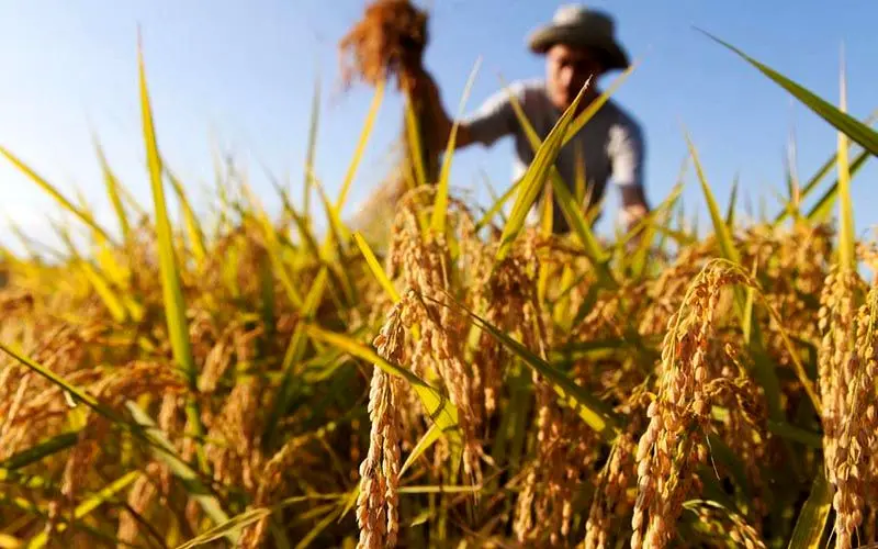 کاهش شدید مواد آلی خاک‌ در اراضی کشاورزی ایران