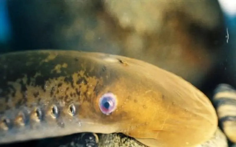 ترمیم آسیب نخاعی با الهام از ژن‌های یک نوع ماهی